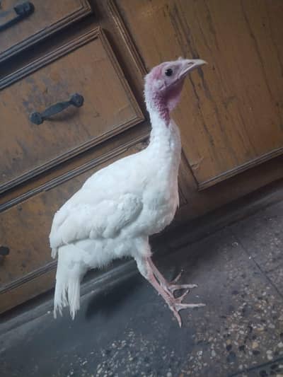 one turkey female