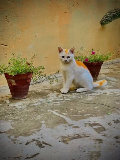 Best cate