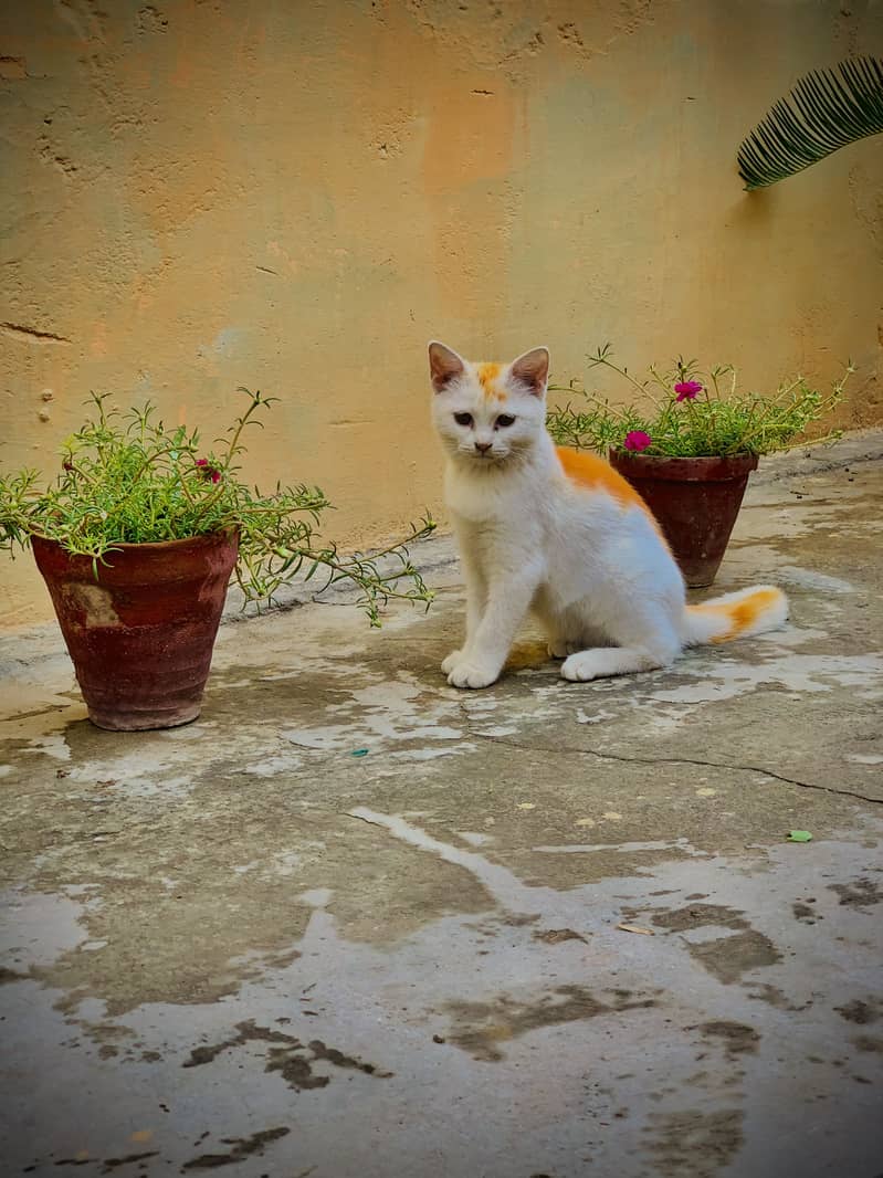 Best cate 0