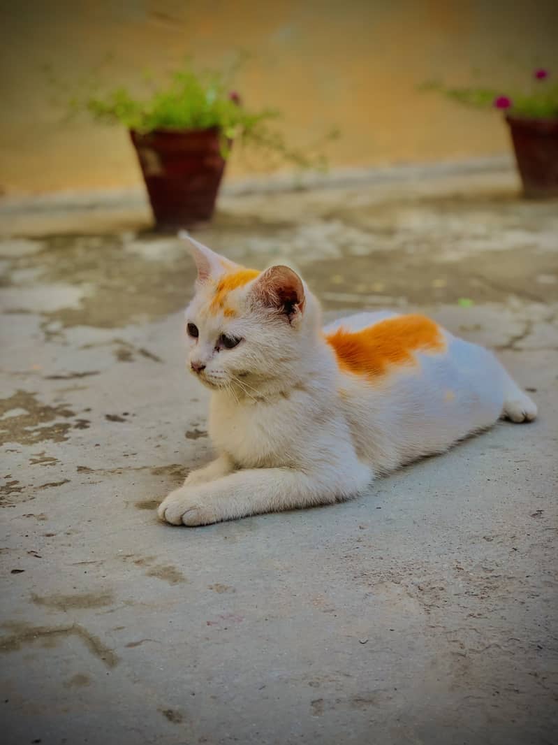 Best cate 1