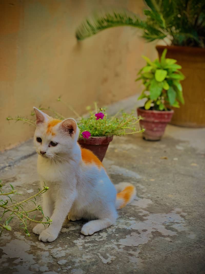 Best cate 2