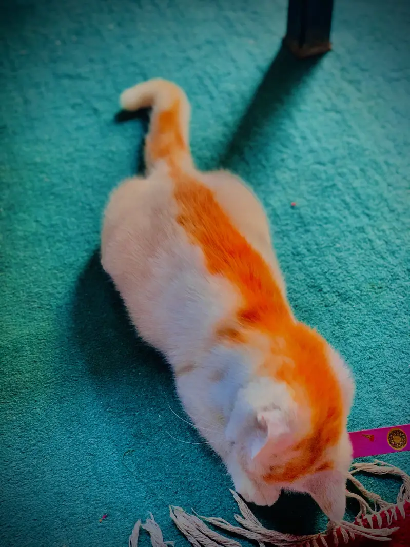 Best cate — photo 4