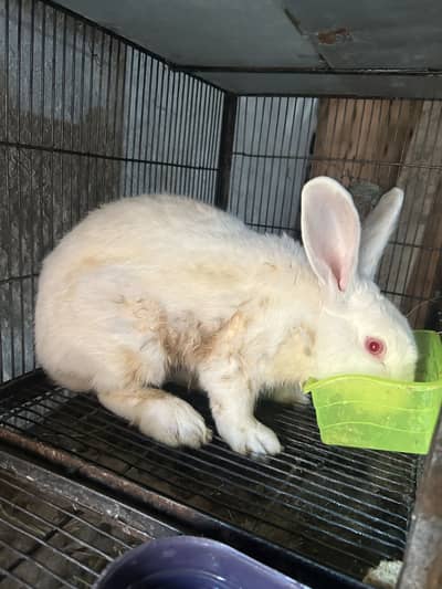 Holland loop / newzeland male cross kerta ha 03368792398
