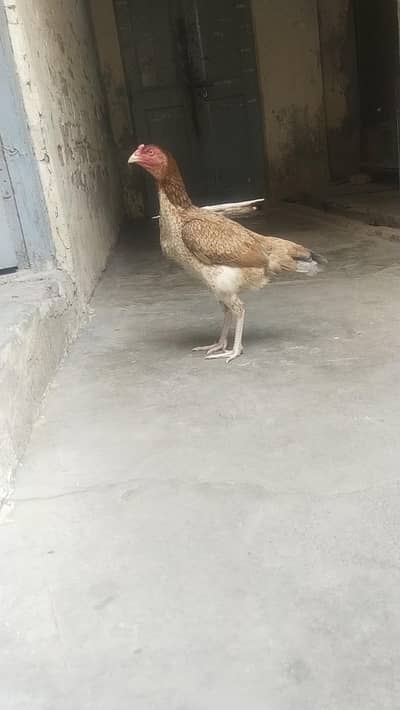 aseel mianwali madi