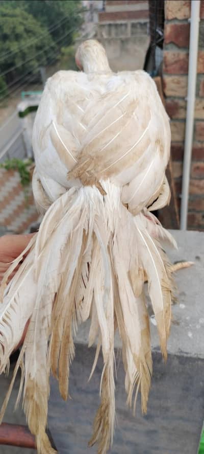 Indian parrot Beak/long taile Indian parrot Beak male foresale