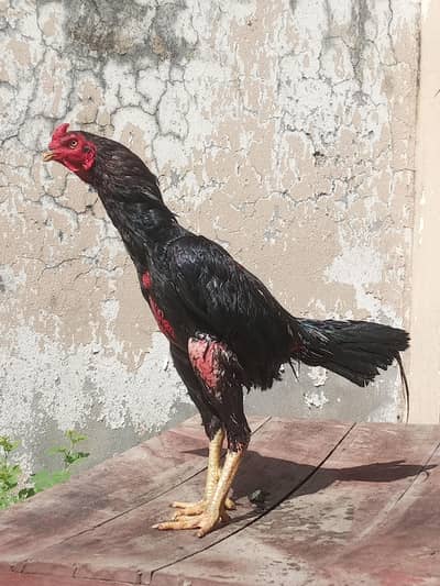 asil murga for sale Umar 14 minute jor band