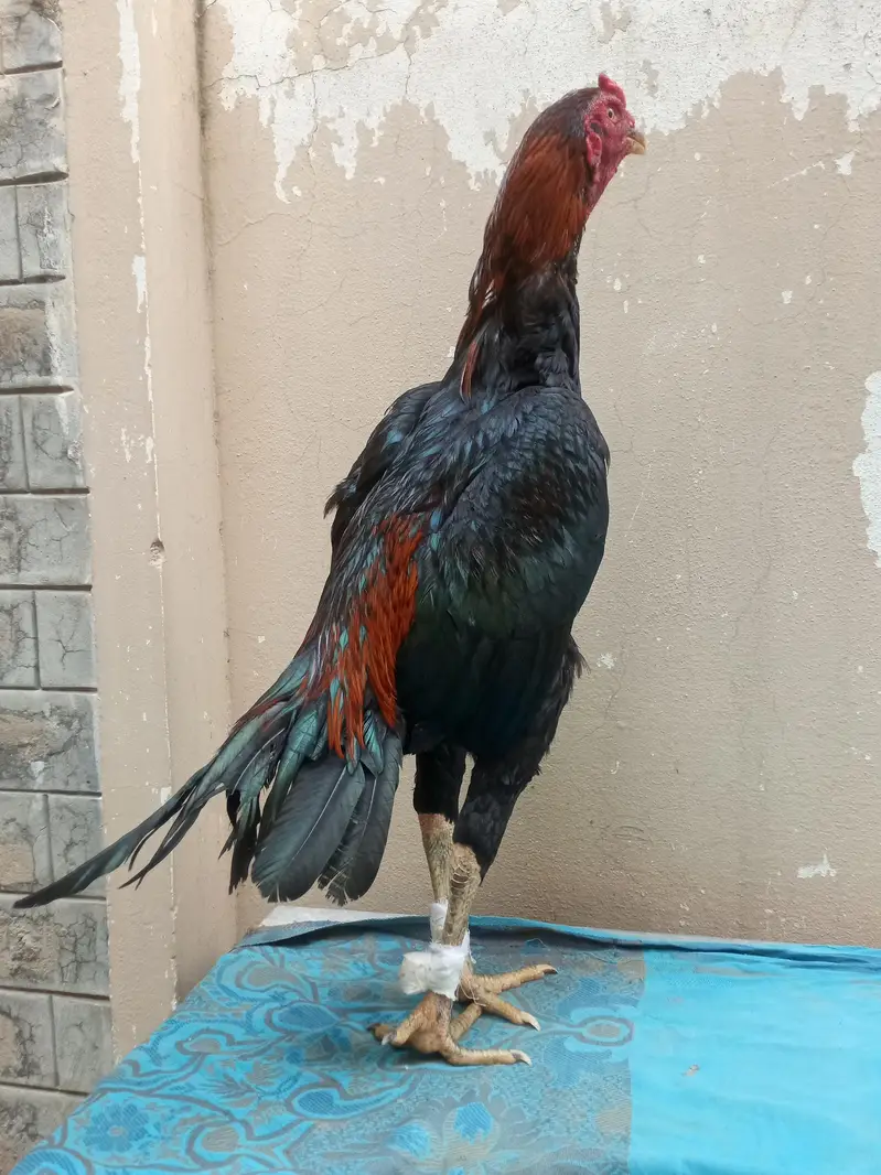 asil murga for sale Umar 14 minute jor band — photo 2