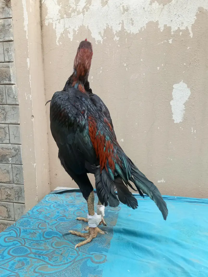 asil murga for sale Umar 14 minute jor band — photo 3
