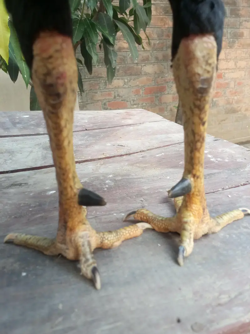 asil murga for sale Umar 14 minute jor band — photo 5