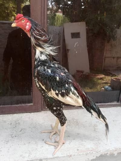 aseel murga for sale black cheena