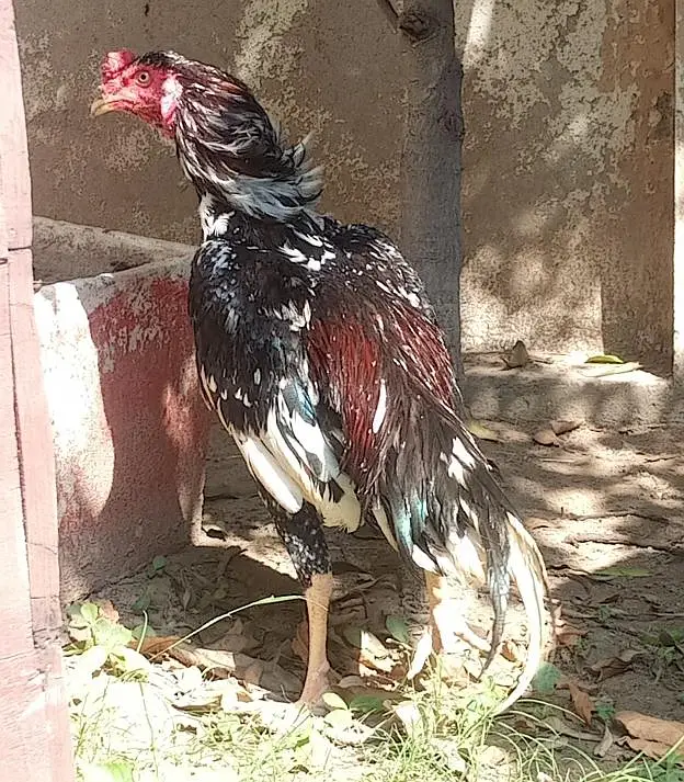 asil murga for sale Umar 14 minute jor band — photo 8
