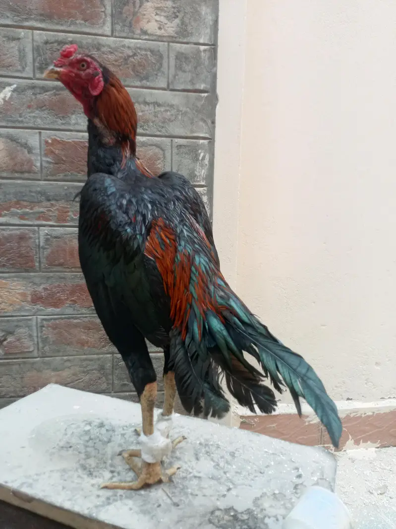 asil murga for sale Umar 14 minute jor band — photo 10