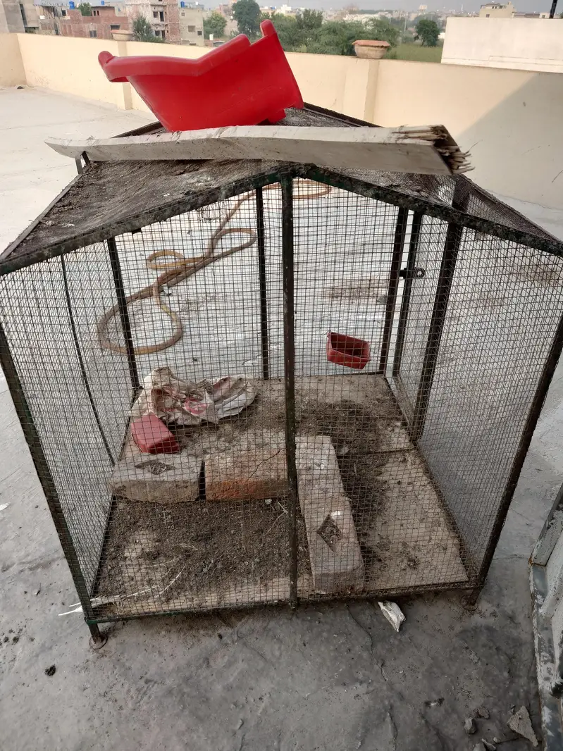 mazboot pinjra for sale — photo 2
