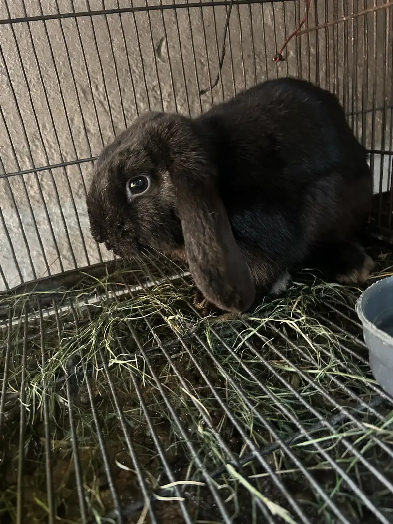 Newzeland/Holland loop males for sales 03368792398 — photo 2