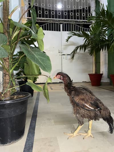 High Quality Old Bloodline Aseel Hen