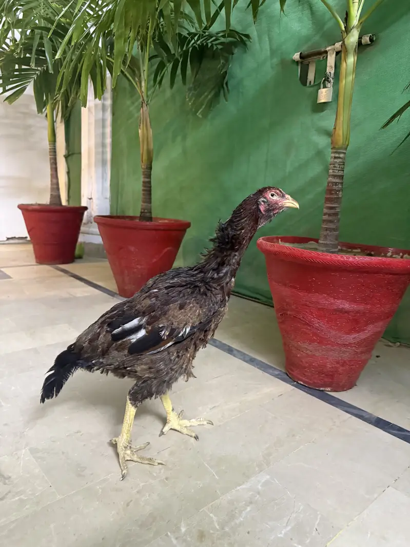 High Quality Old Bloodline Aseel Hen — photo 2