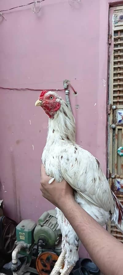 aseel top quality murga for sale