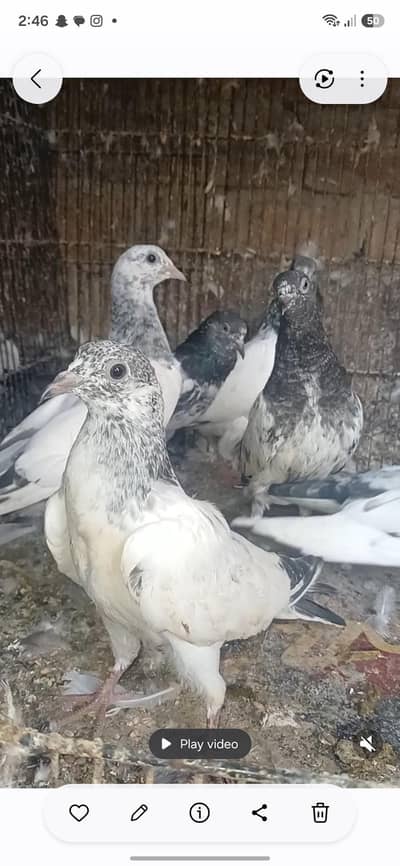 pigeons