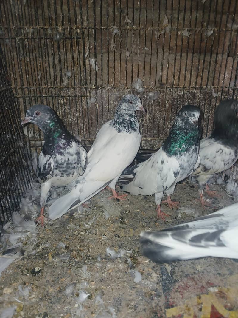 pigeons 1