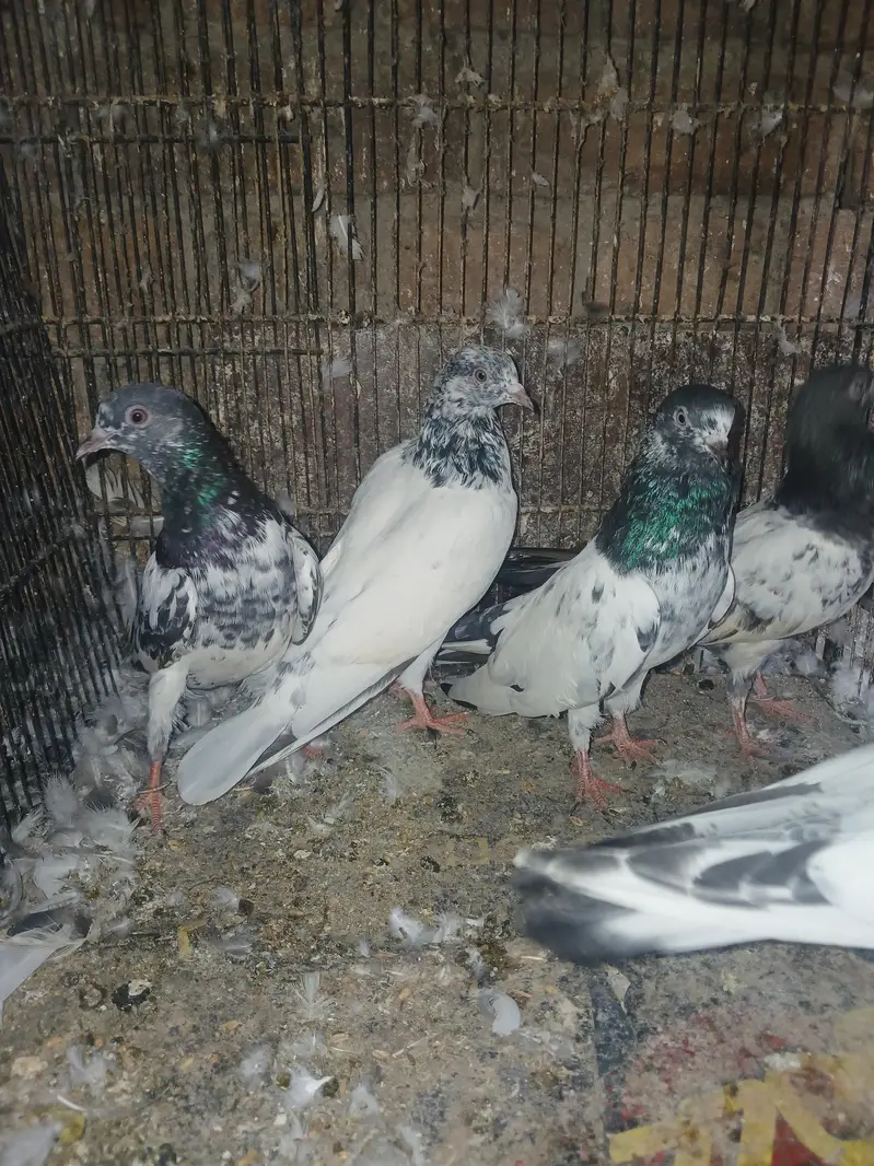 pigeons — photo 2