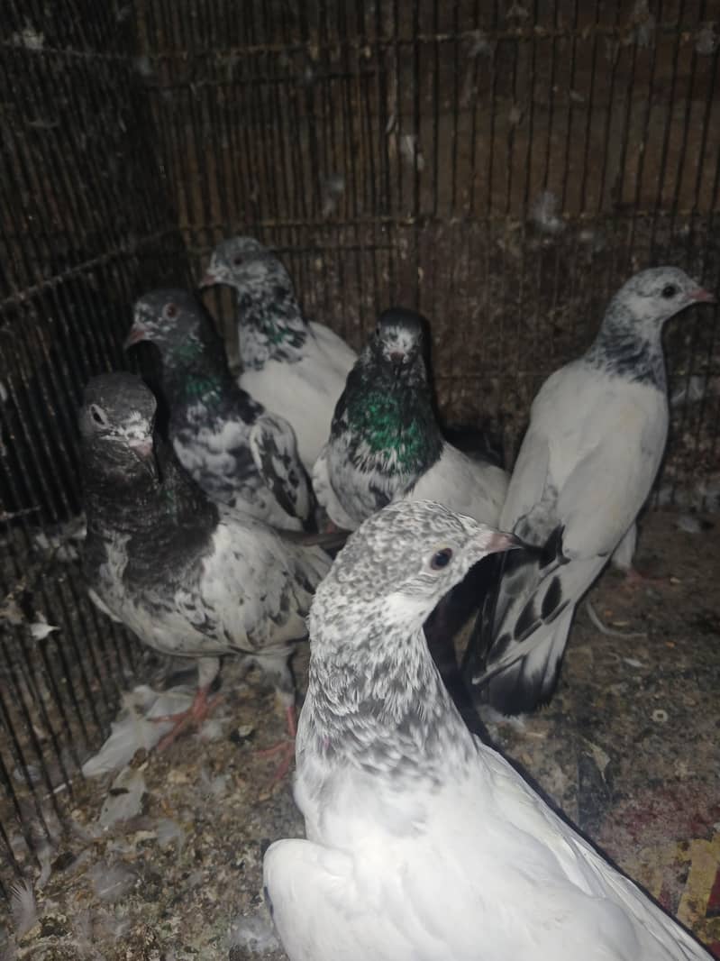 pigeons 2