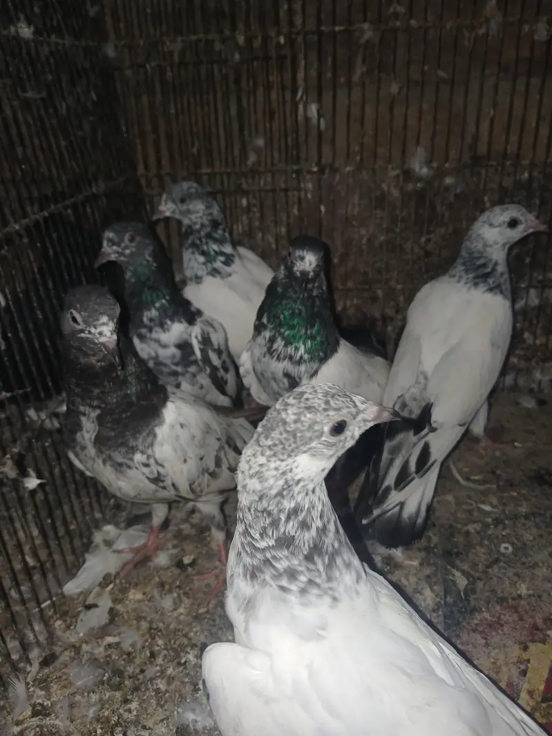 pigeons — photo 3