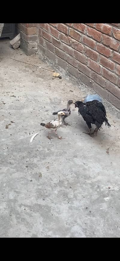 Sidhi female 9 hazari