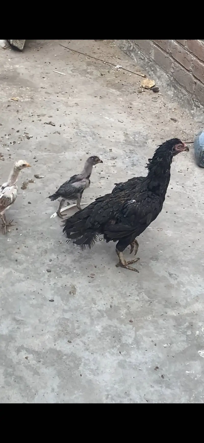 Sidhi female 9 hazari — photo 2