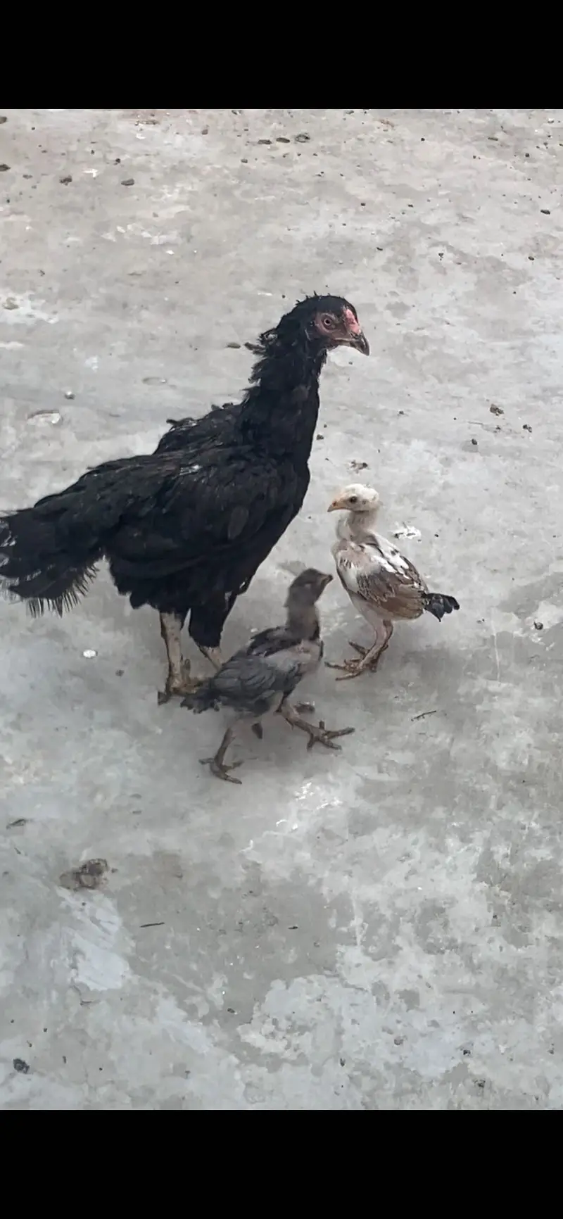 Sidhi female 9 hazari — photo 3