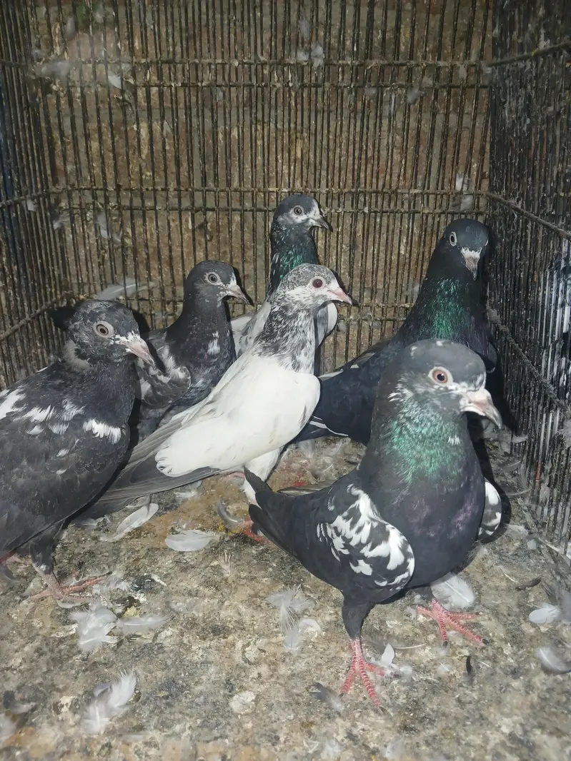pigeons — photo 4