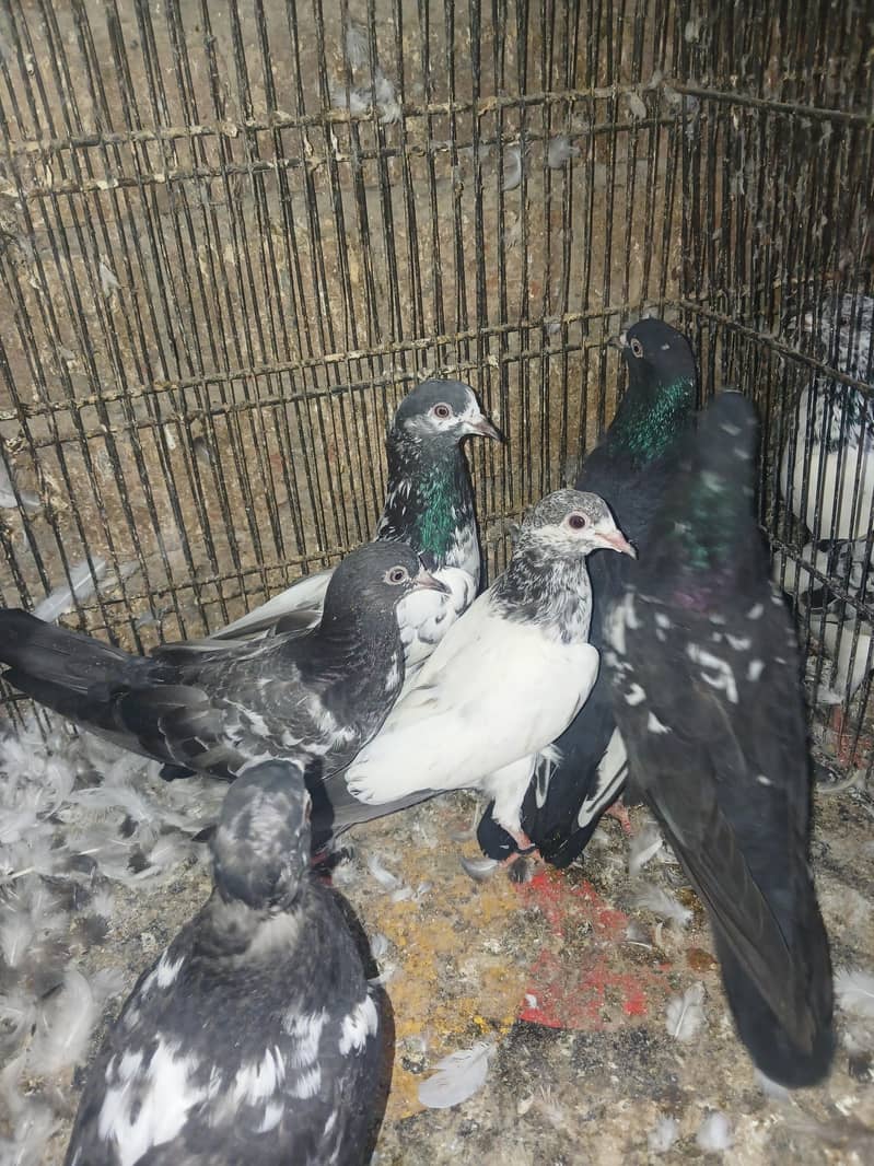 pigeons 4