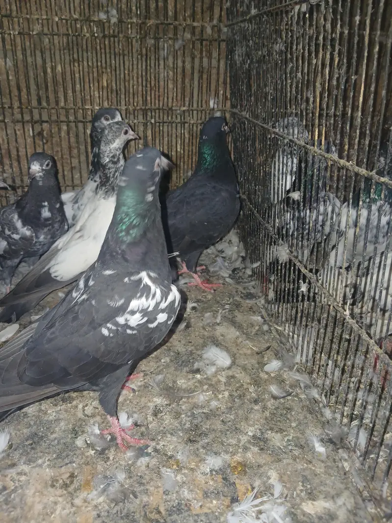 pigeons — photo 6