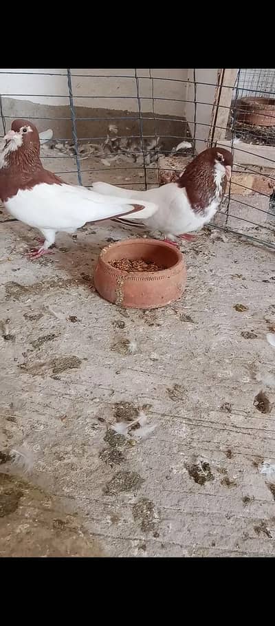 multani khal breeder pair available