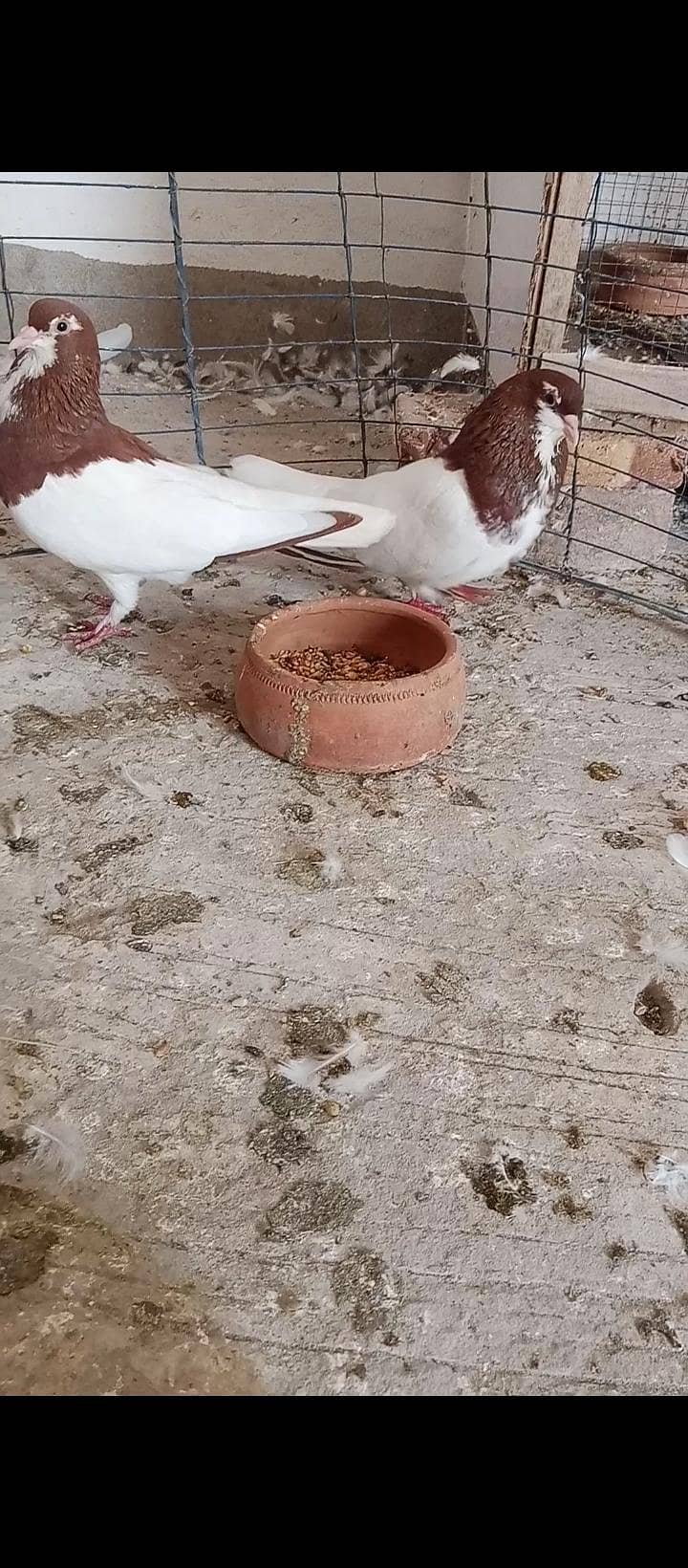 multani khal breeder pair available 0