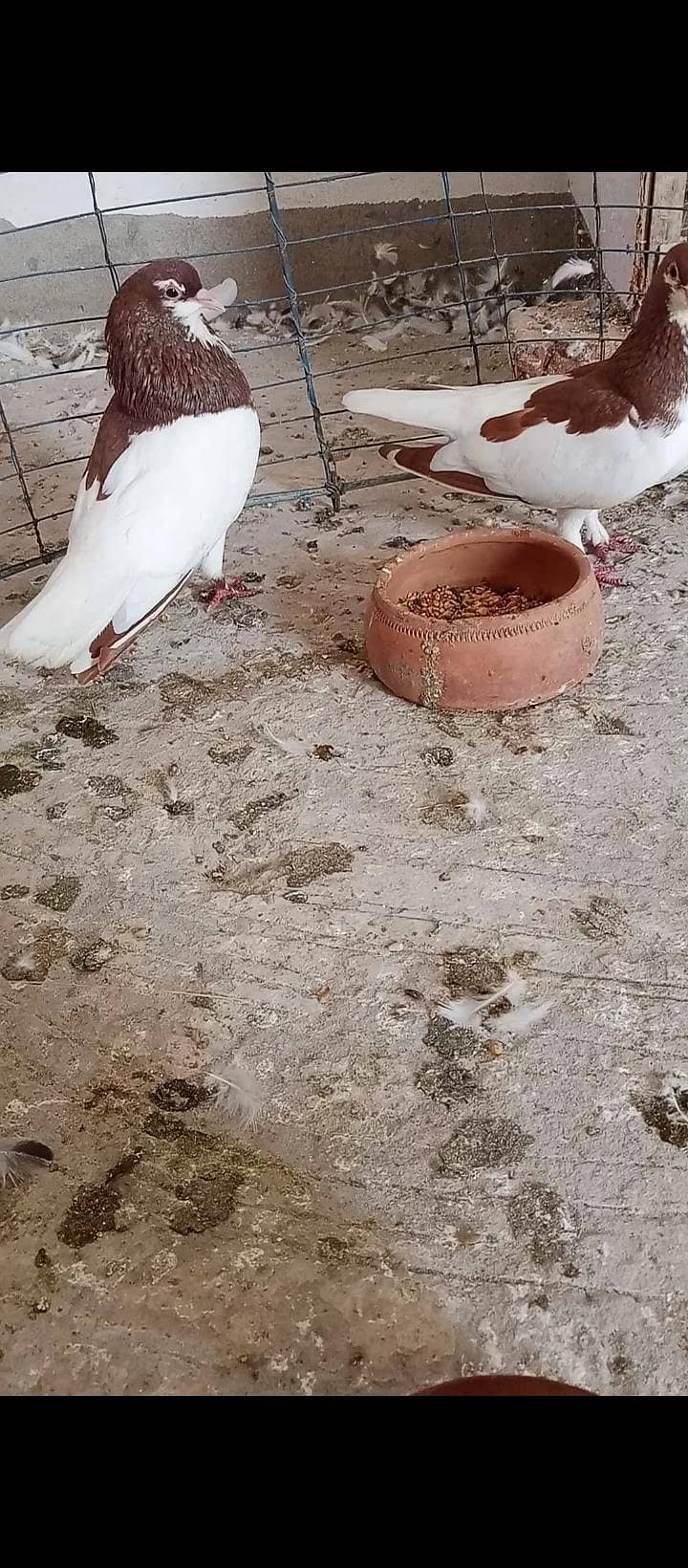 multani khal breeder pair available 1