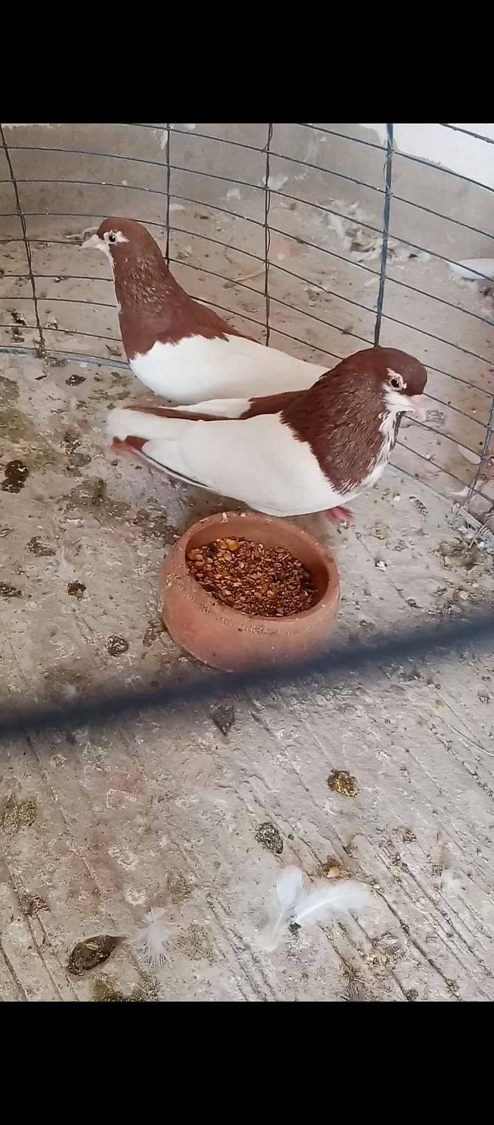 multani khal breeder pair available 2