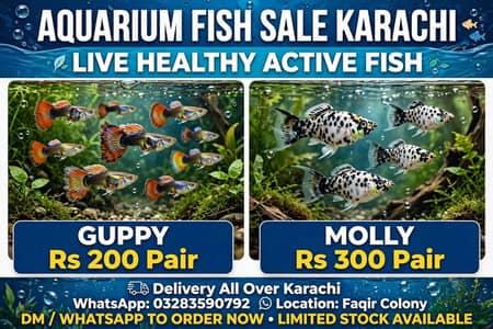 nice fish molly and guppy