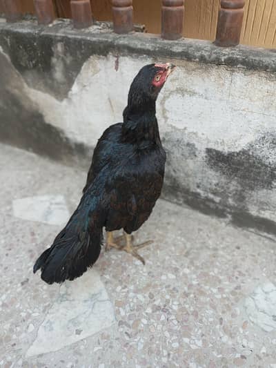 aseel hen