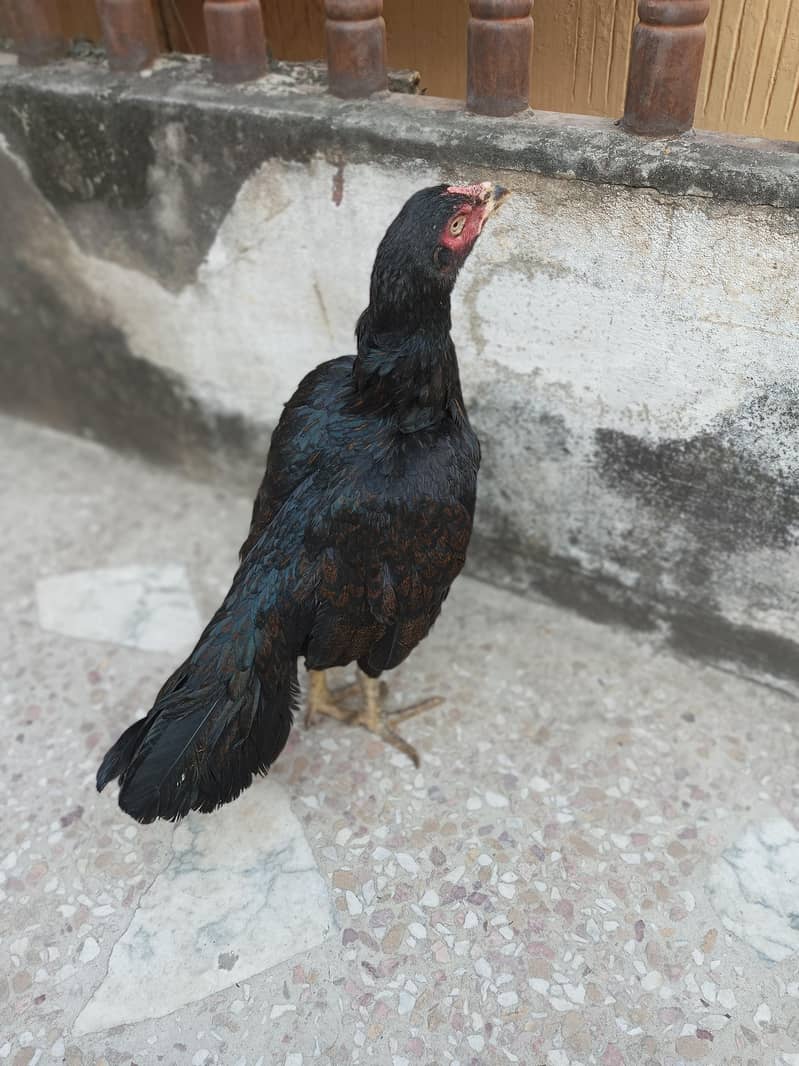 aseel hen 0