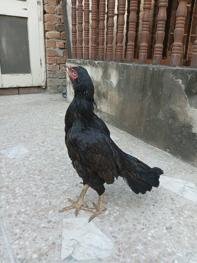 aseel hen 2