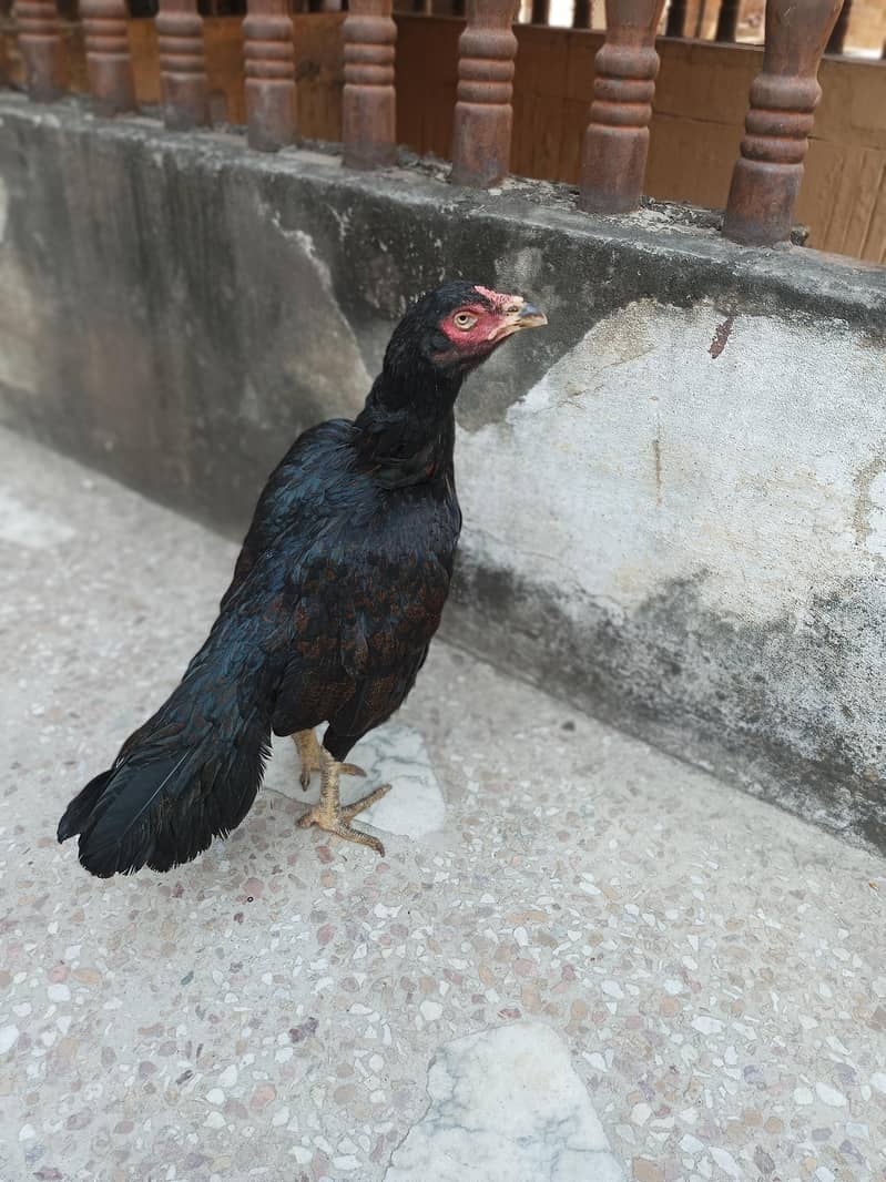 aseel hen 4