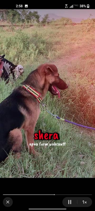 German Shepherd cross breed