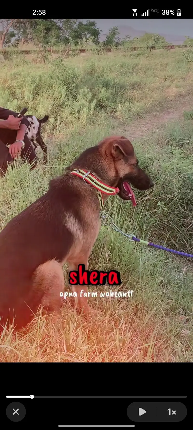 German Shepherd cross breed — photo 2