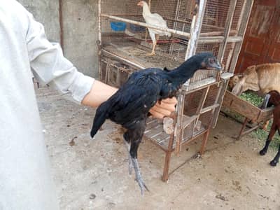 available for sale everything is ok 03224270351
