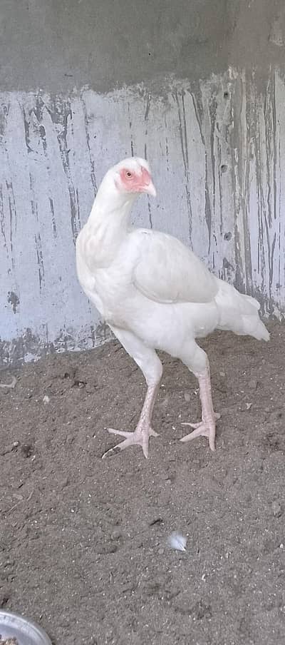 Heera Madi for sale