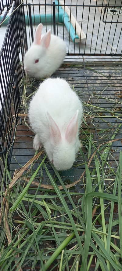 Rabbit Bunnies for sale