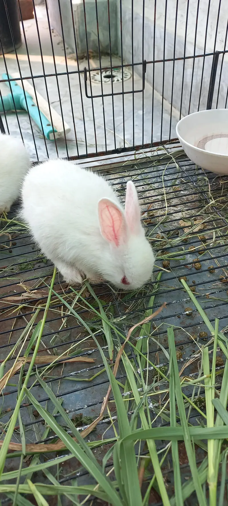 Rabbit Bunnies for sale — photo 2