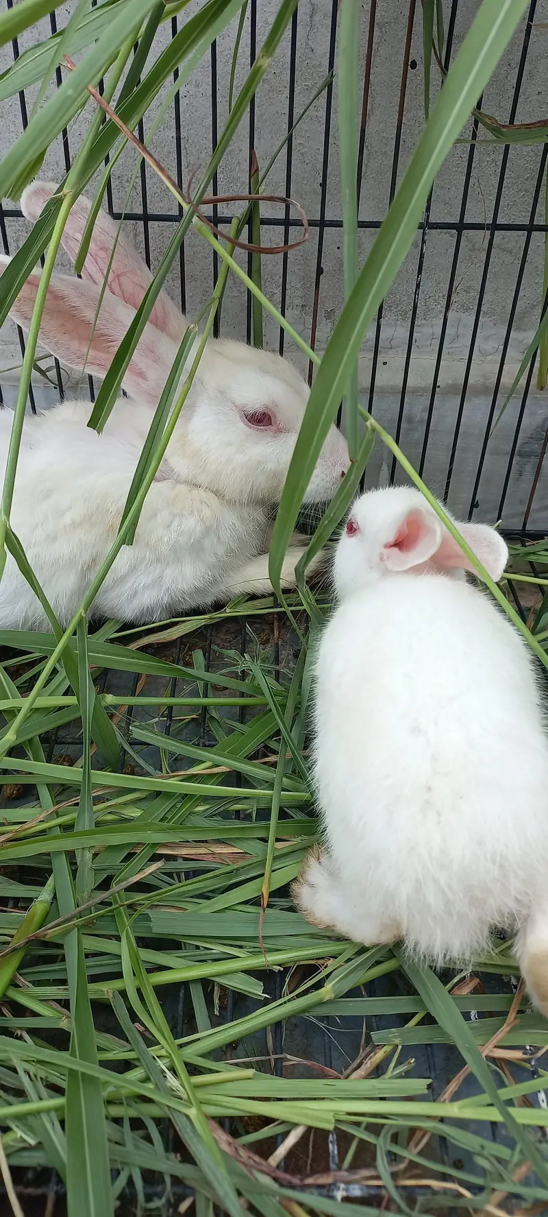 Rabbit Bunnies for sale — photo 3