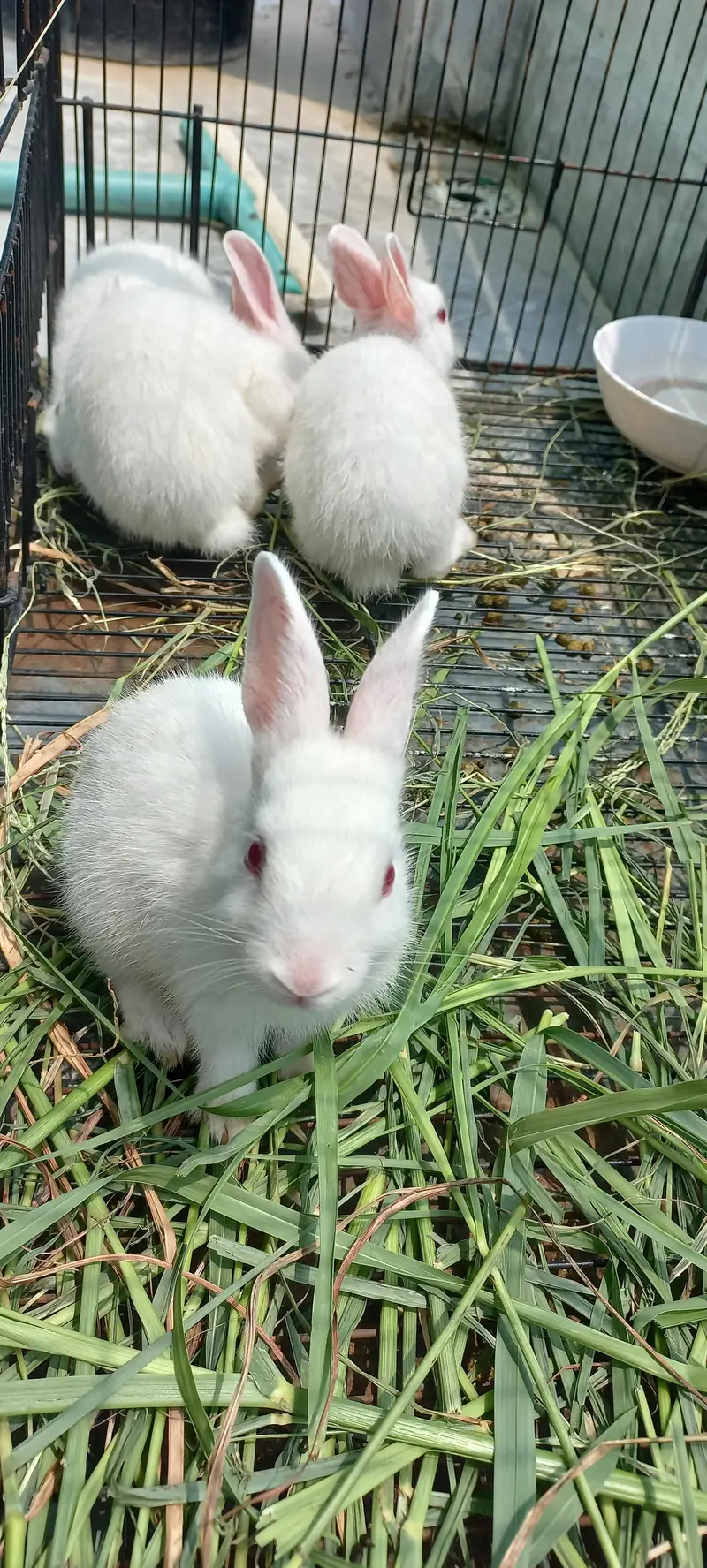 Rabbit Bunnies for sale — photo 4