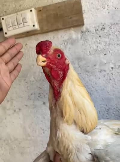 Parrot Beak